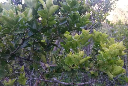 Imagem de Mystroxylon aethiopicum subsp. aethiopicum