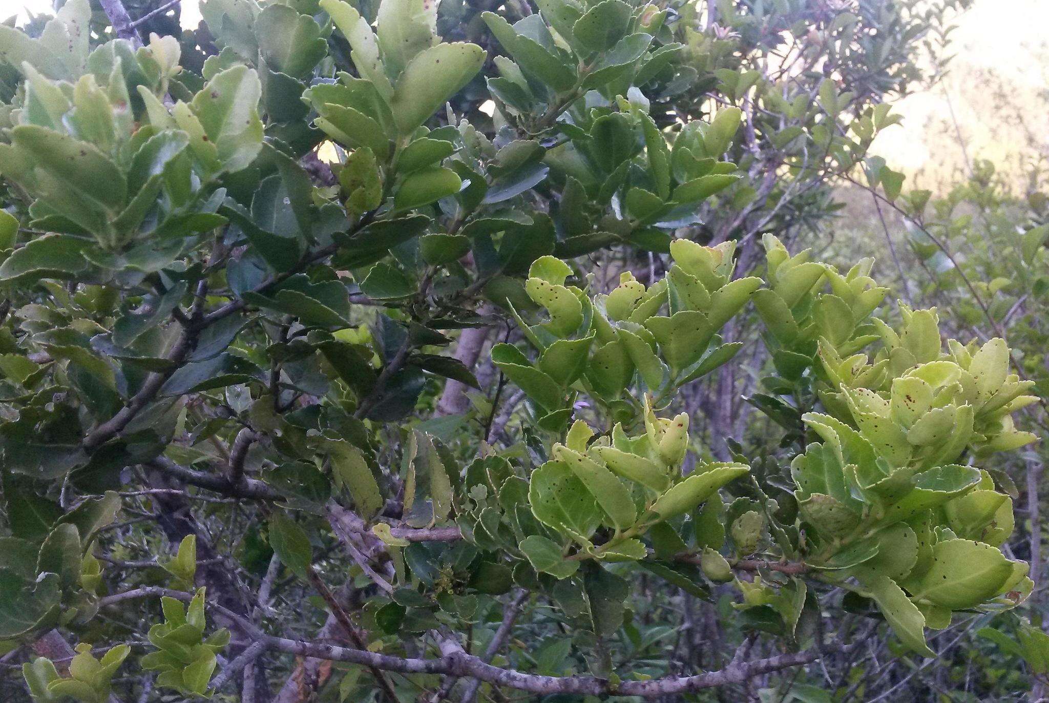 Image of Mystroxylon aethiopicum subsp. aethiopicum