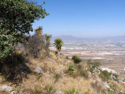 Sivun Yucca carnerosana (Trel.) McKelvey kuva