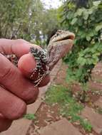 Image of Horsfield's Spiny Lizard