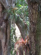 Imagem de Tillandsia capitata Griseb.