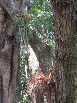 Image of Tillandsia capitata Griseb.