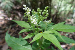 Image of White Elderberry