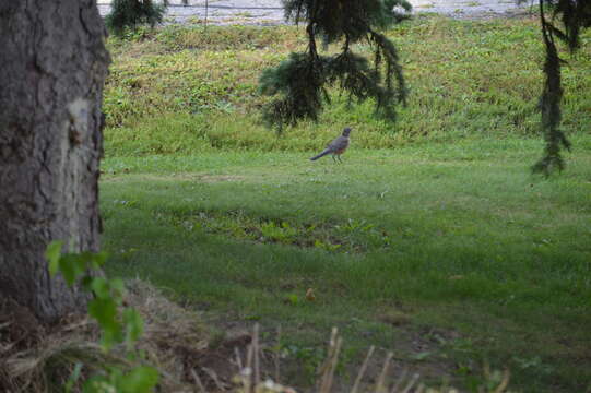 Image of American Robin