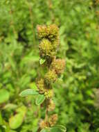 Image of Lespedeza tomentosa (Thunb.) Maxim.