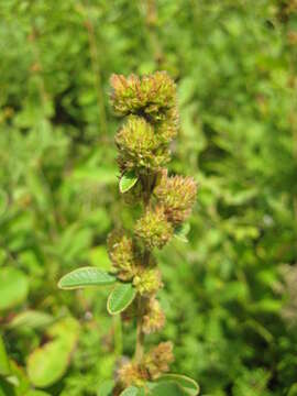 Sivun Lespedeza tomentosa (Thunb.) Maxim. kuva