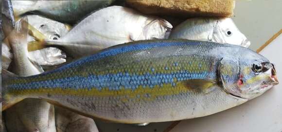 Image of Bluestriped chub