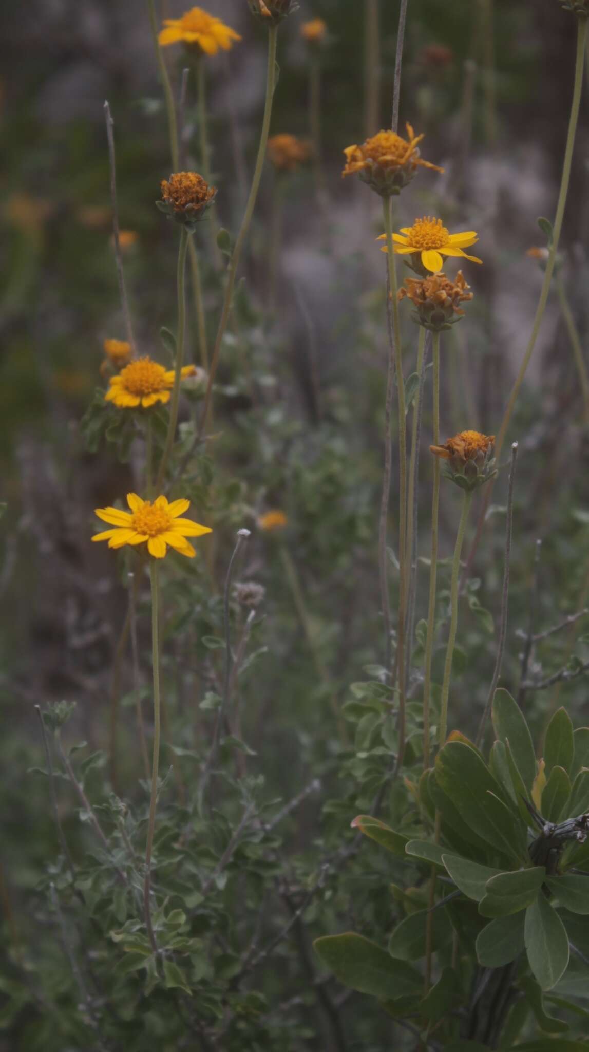 Image of Jefea gnaphalioides (A. Gray) J. L. Strother