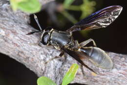 Image of Sphiximorpha barbipes (Loew 1853)