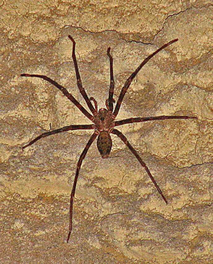 Image of Nelson Cave Spider