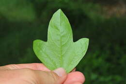 Image of corkystem passionflower