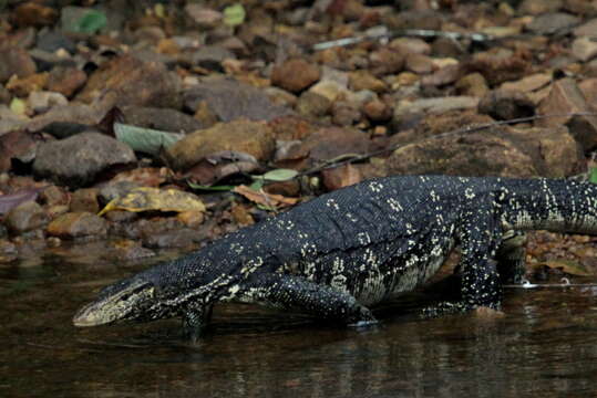 Image of Varanus salvator salvator (Laurenti 1768)