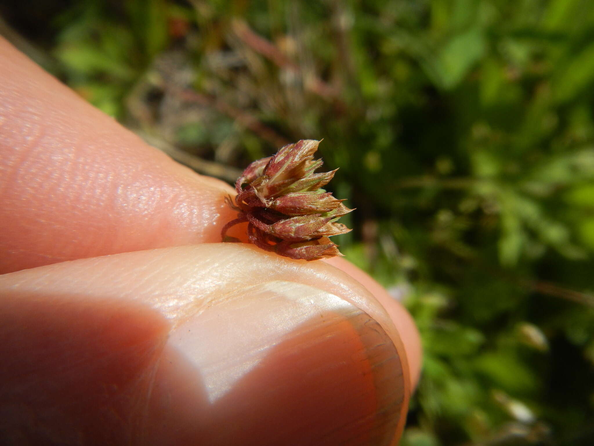 Image of Carolina clover