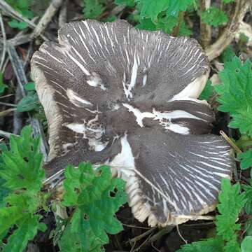 Image of Pluteus ephebeus (Fr.) Gillet 1876