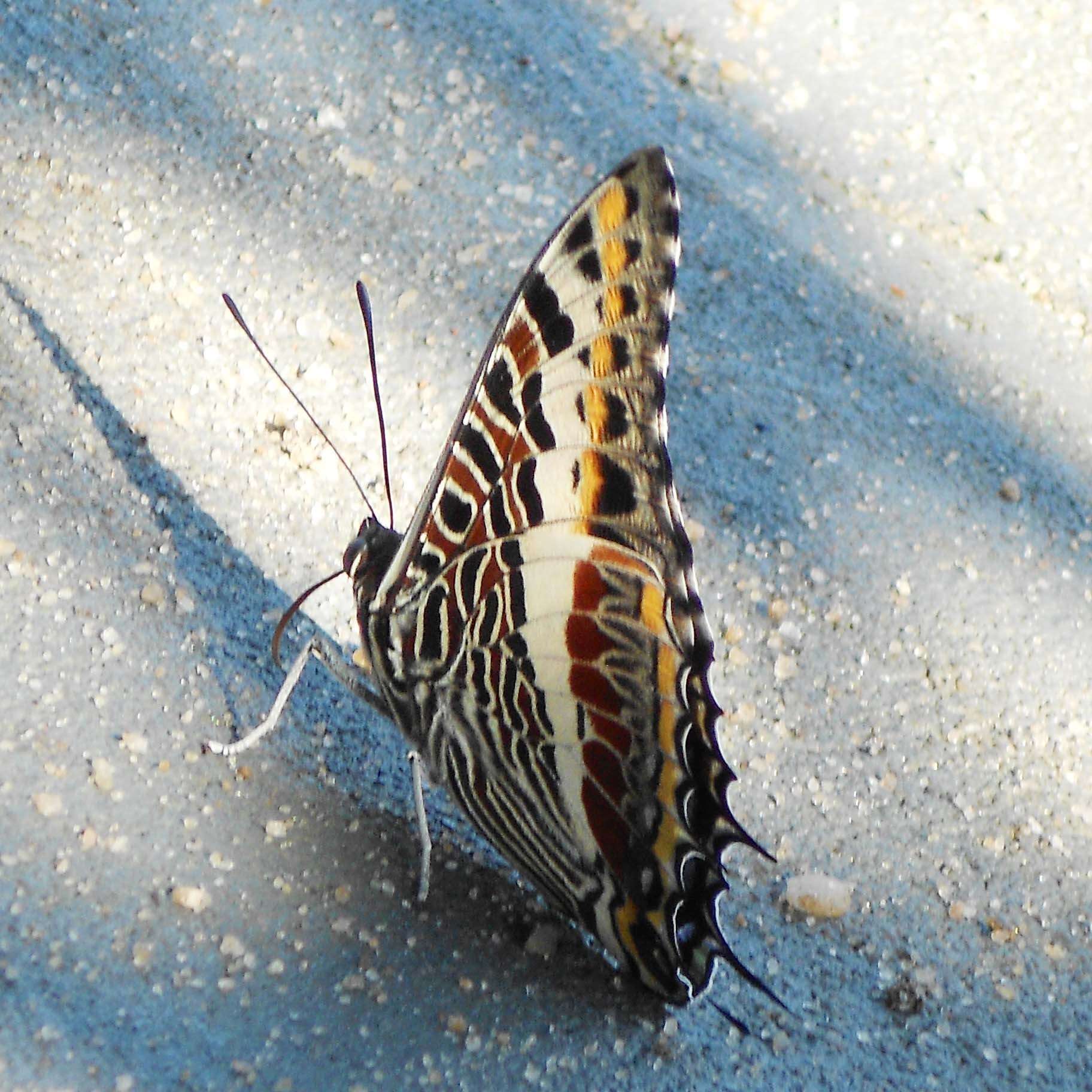 Imagem de Charaxes castor