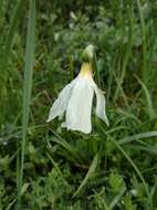 Narcissus moschatus L. resmi