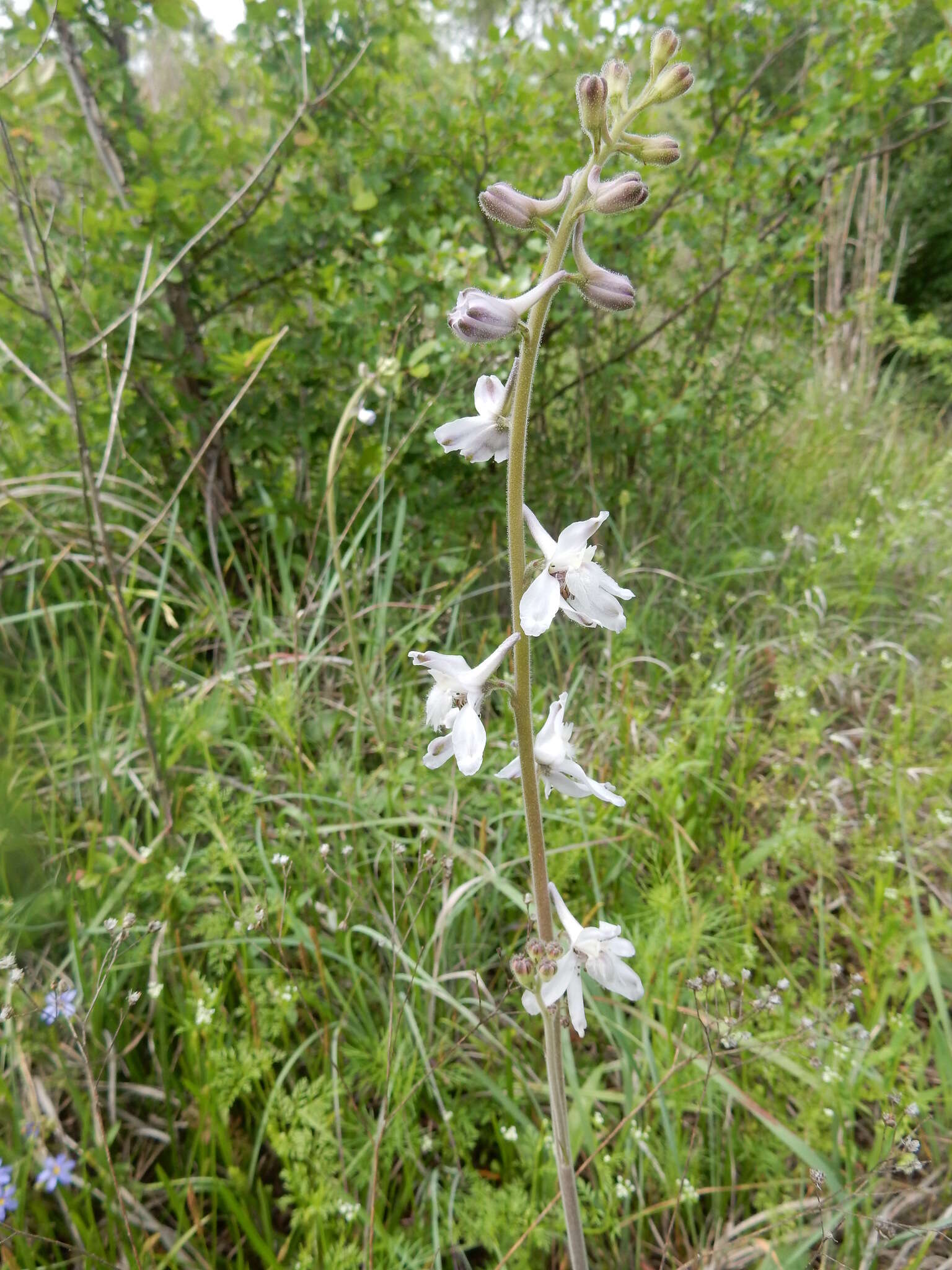 Delphinium carolinianum subsp. virescens (Nutt.) R. E. Brooks的圖片