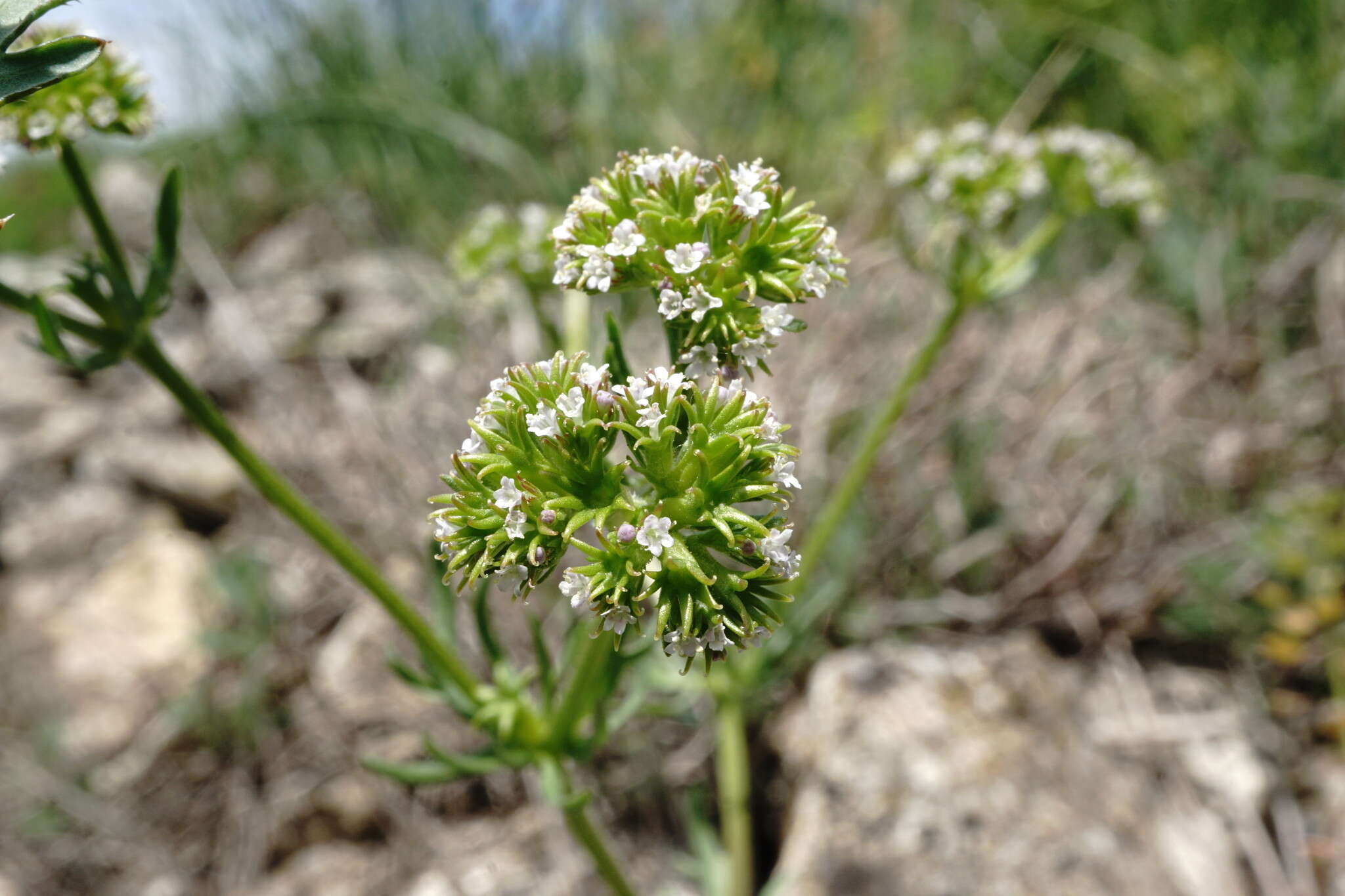 Image of Valerianella uncinata (Bieb.) Dufresne