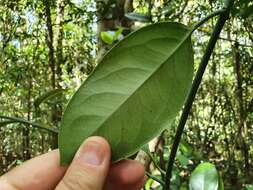 Image of Austrobaileya scandens C. White