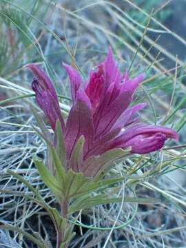 Imagem de Orthocarpus pachystachyus A. Gray