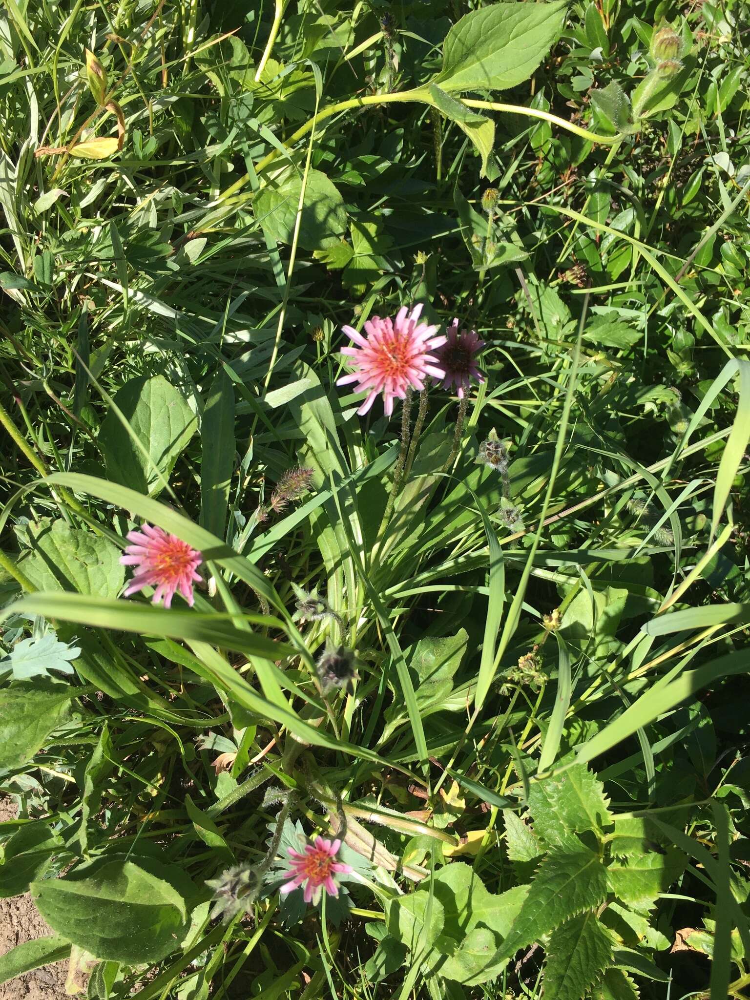 Plancia ëd Agoseris aurantiaca var. carnea (Rydb.) Lesica