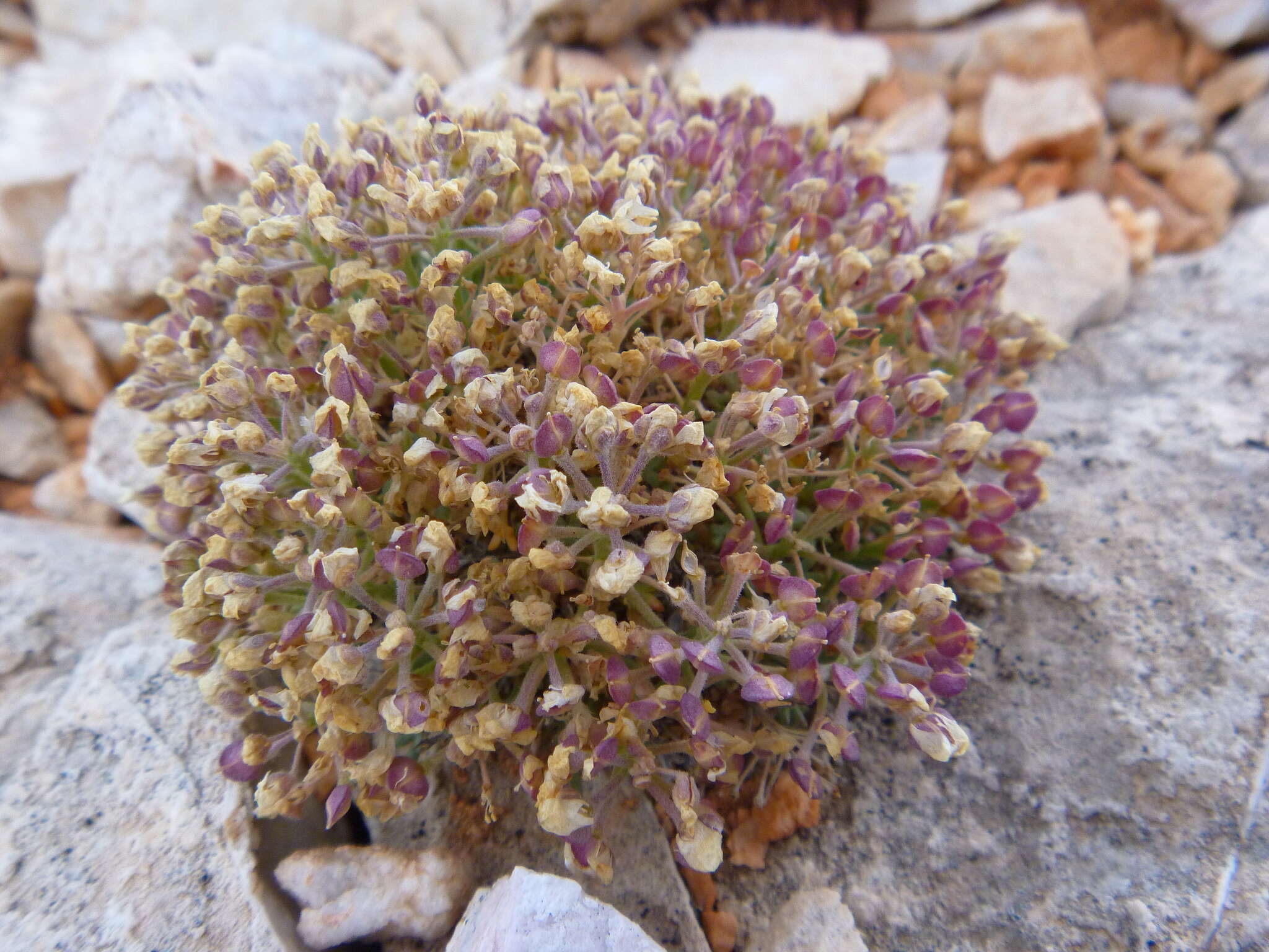 Image of Ostler's pepperweed