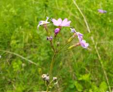 Image of Siberian Primrose