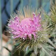 Image of Cirsium rhaphilepis (Hemsl.) Petr.