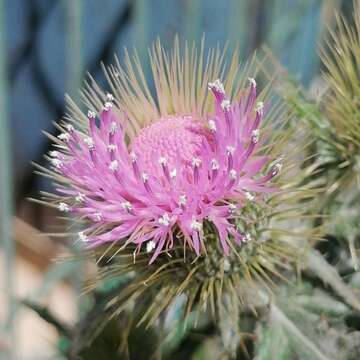 Image of Cirsium rhaphilepis (Hemsl.) Petr.