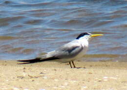 Image of Yellow-billed Tern
