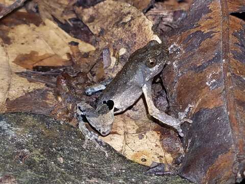 Image of Peters’ Dwarf Frog