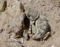 Image of Helmeted gecko