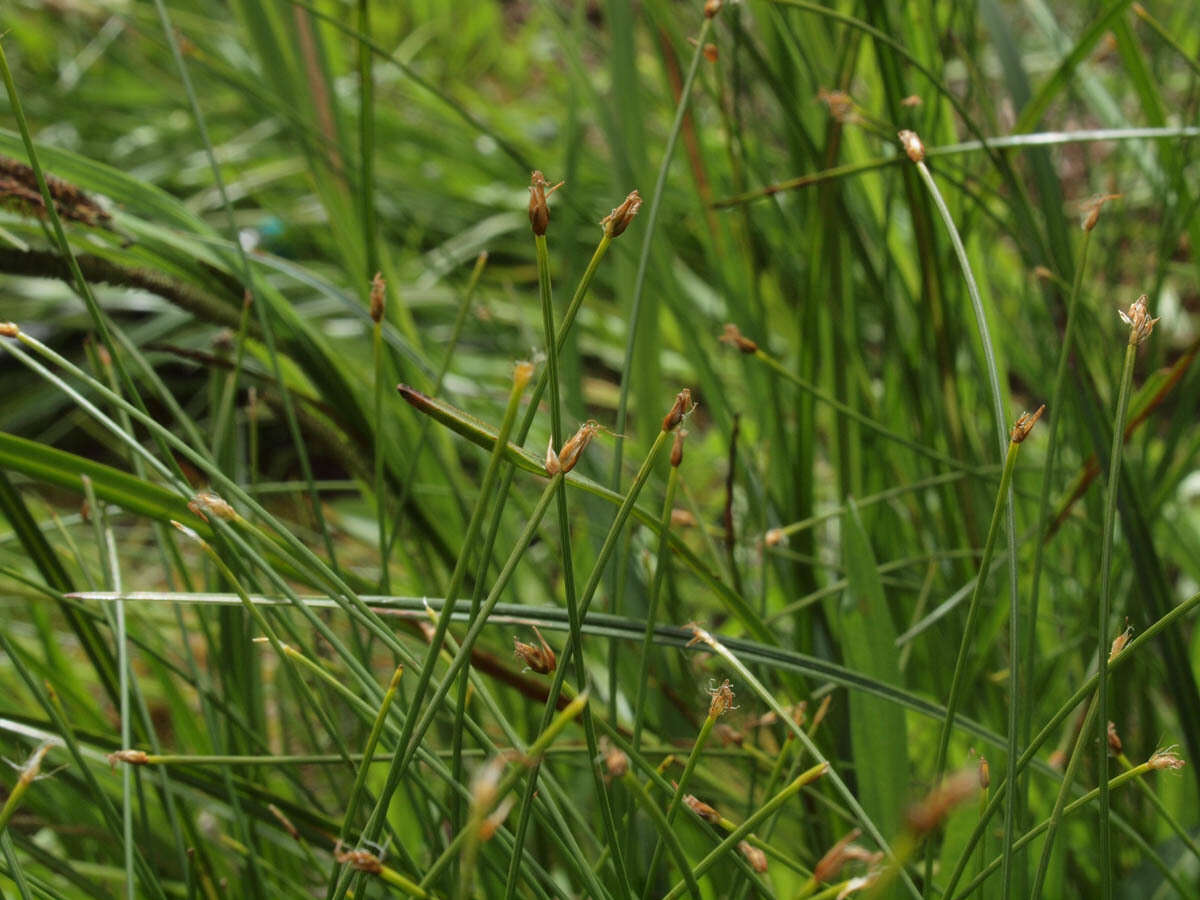 Imagem de Eleocharis quinqueflora (Hartmann) O. Schwarz