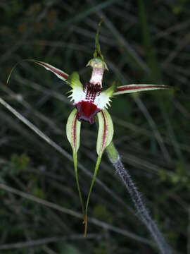 Image of Thin-clubbed mantis orchid