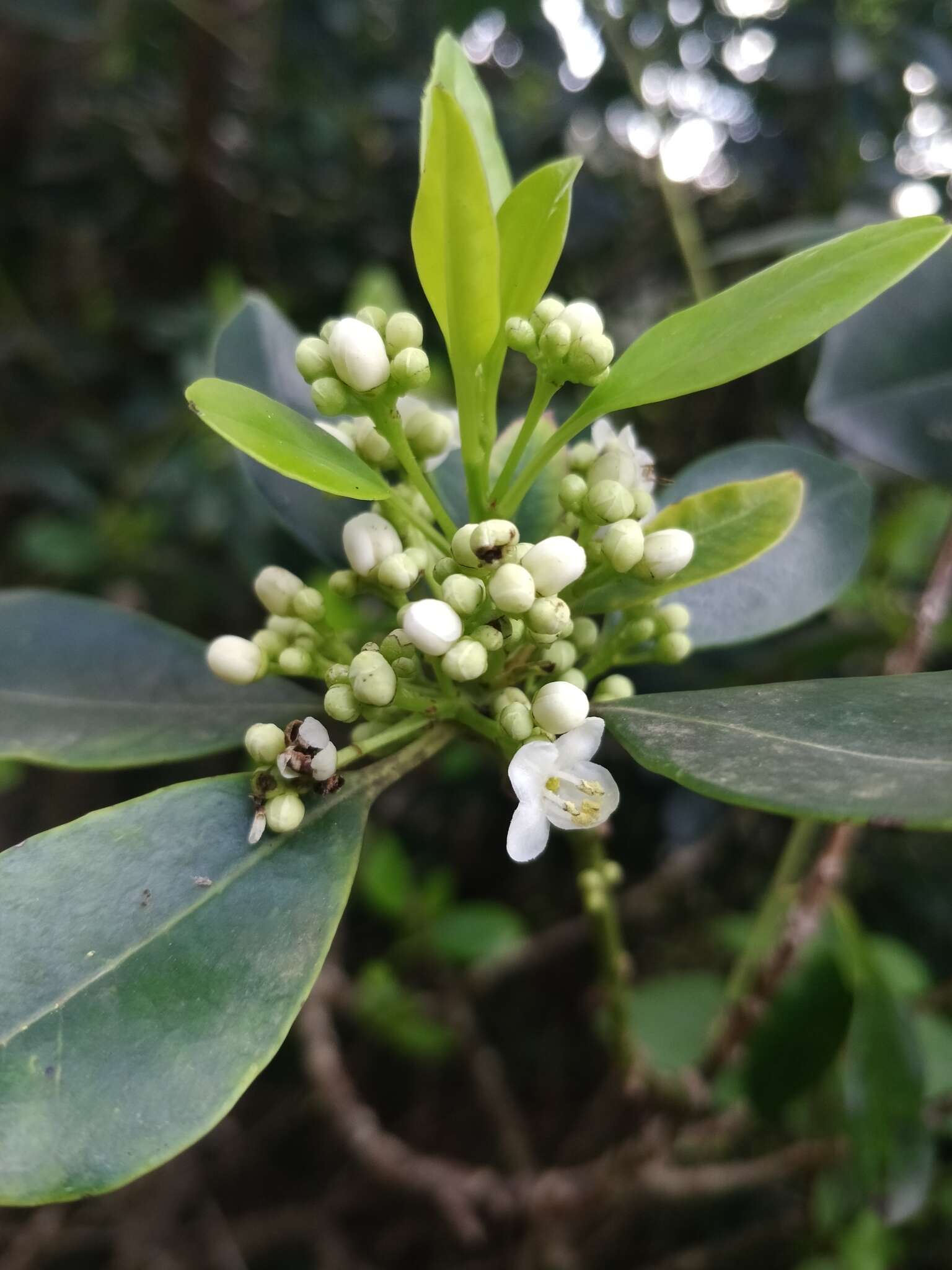 صورة Ilex canariensis subsp. azevinho (Sol. ex Lowe) G. Kunkel