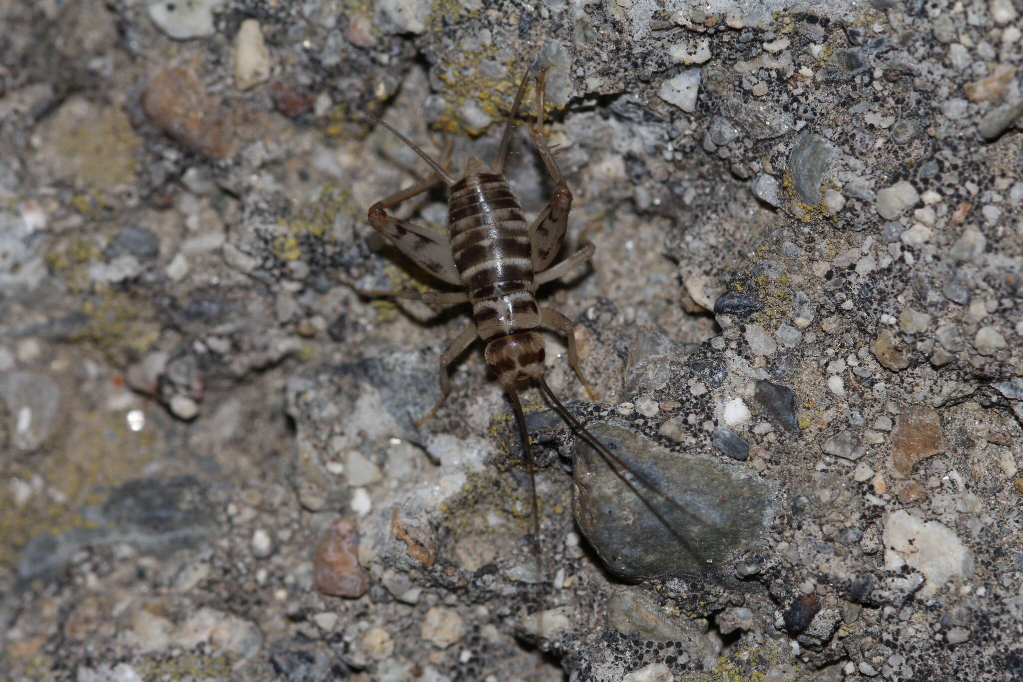 Image of Gryllomorpha (Gryllomorphella) uclensis Pantel 1890