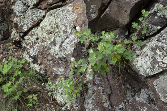 Image of Mogollon geranium