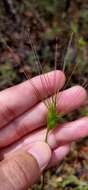 Image of ovate goatgrass