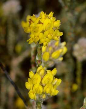 صورة Aspalathus quinquefolia subsp. compacta R. Dahlgren