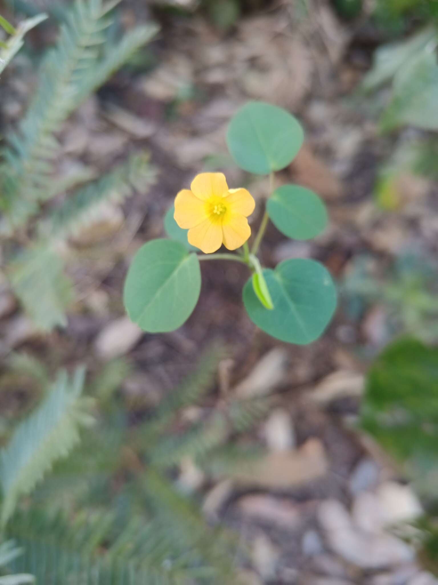 Sivun Oxalis suborbiculata A. Lourteig kuva