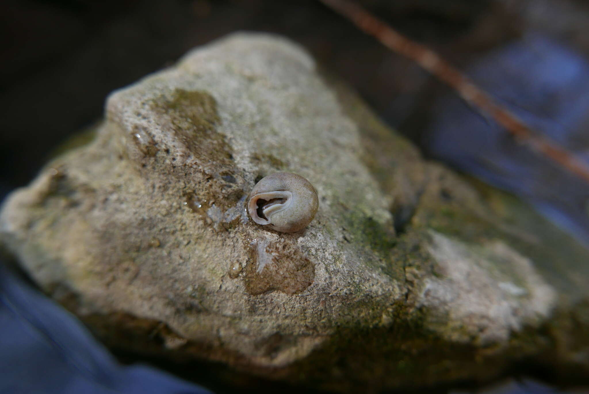 Image of mask snail