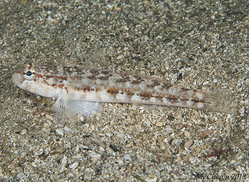 Image of Roule's Goby