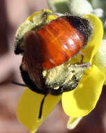 Image of Andrena prima Casad 1896