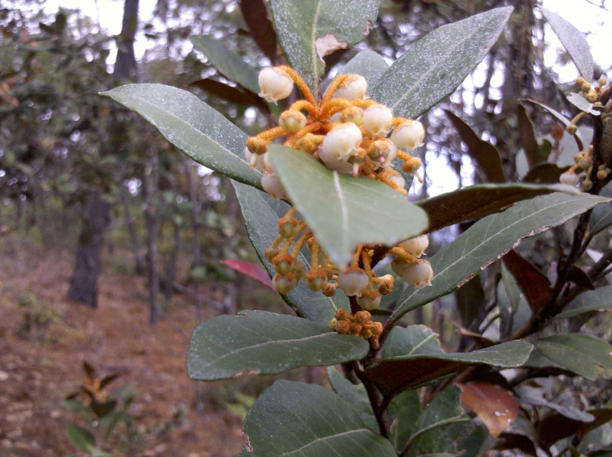 Image de Lyonia squamulosa Mart. & Gal.