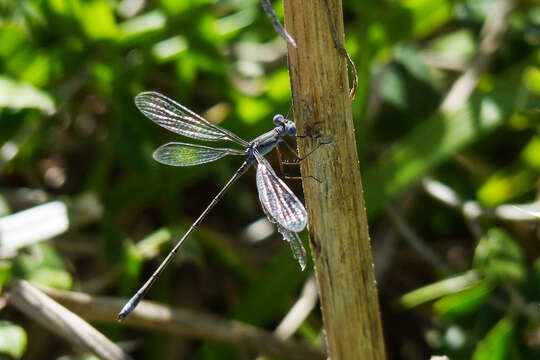 Image of Lestes spatula Fraser 1946