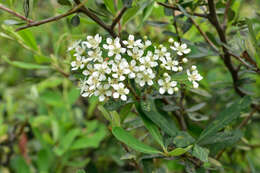 Image de Pyracantha koidzumii (Hayata) Rehd.