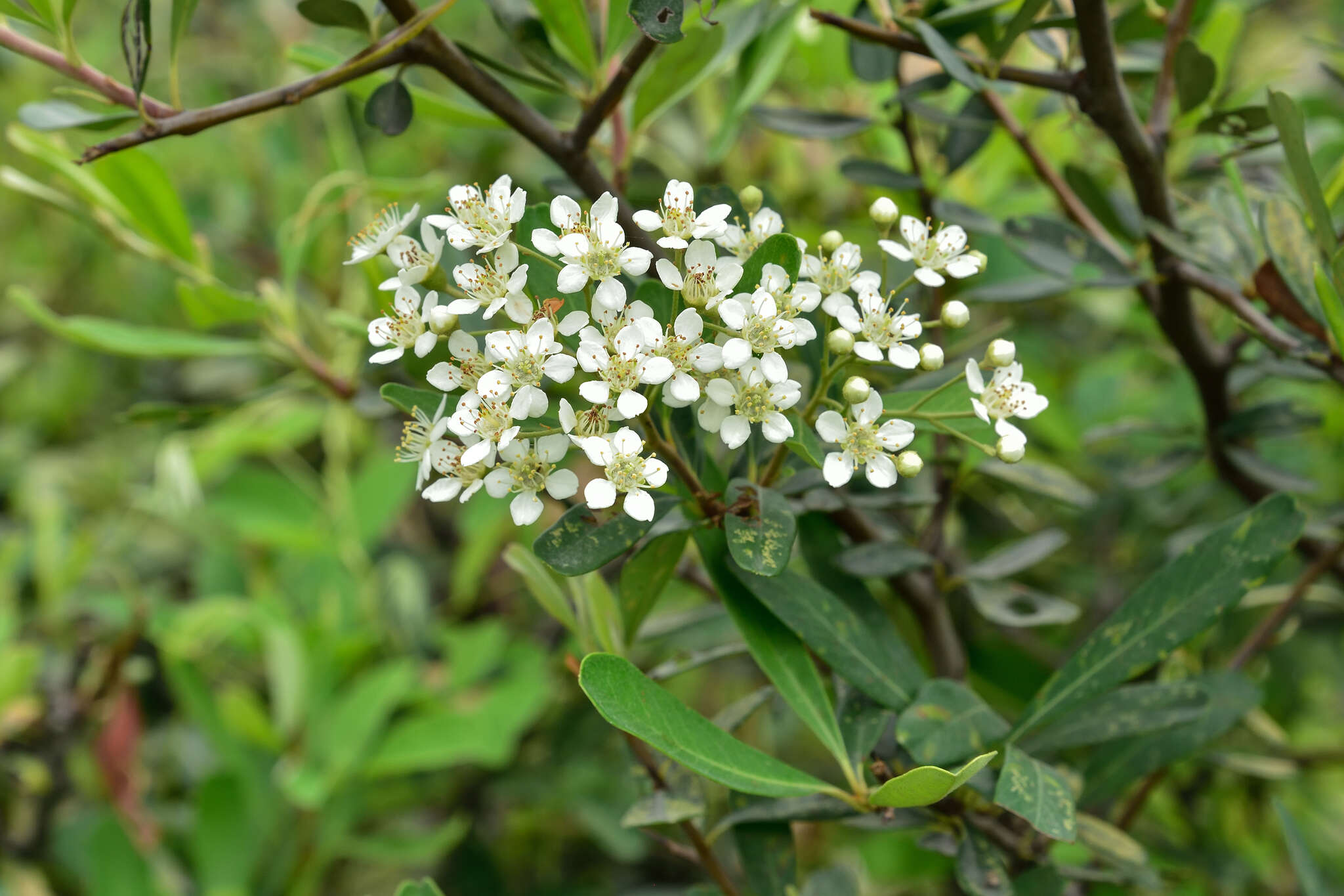 Image de Pyracantha koidzumii (Hayata) Rehd.