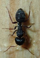 Image of Camponotus braunsi Mayr 1895