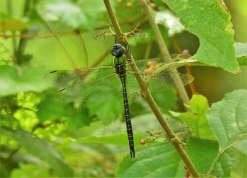 Image of Blue-faced Darner