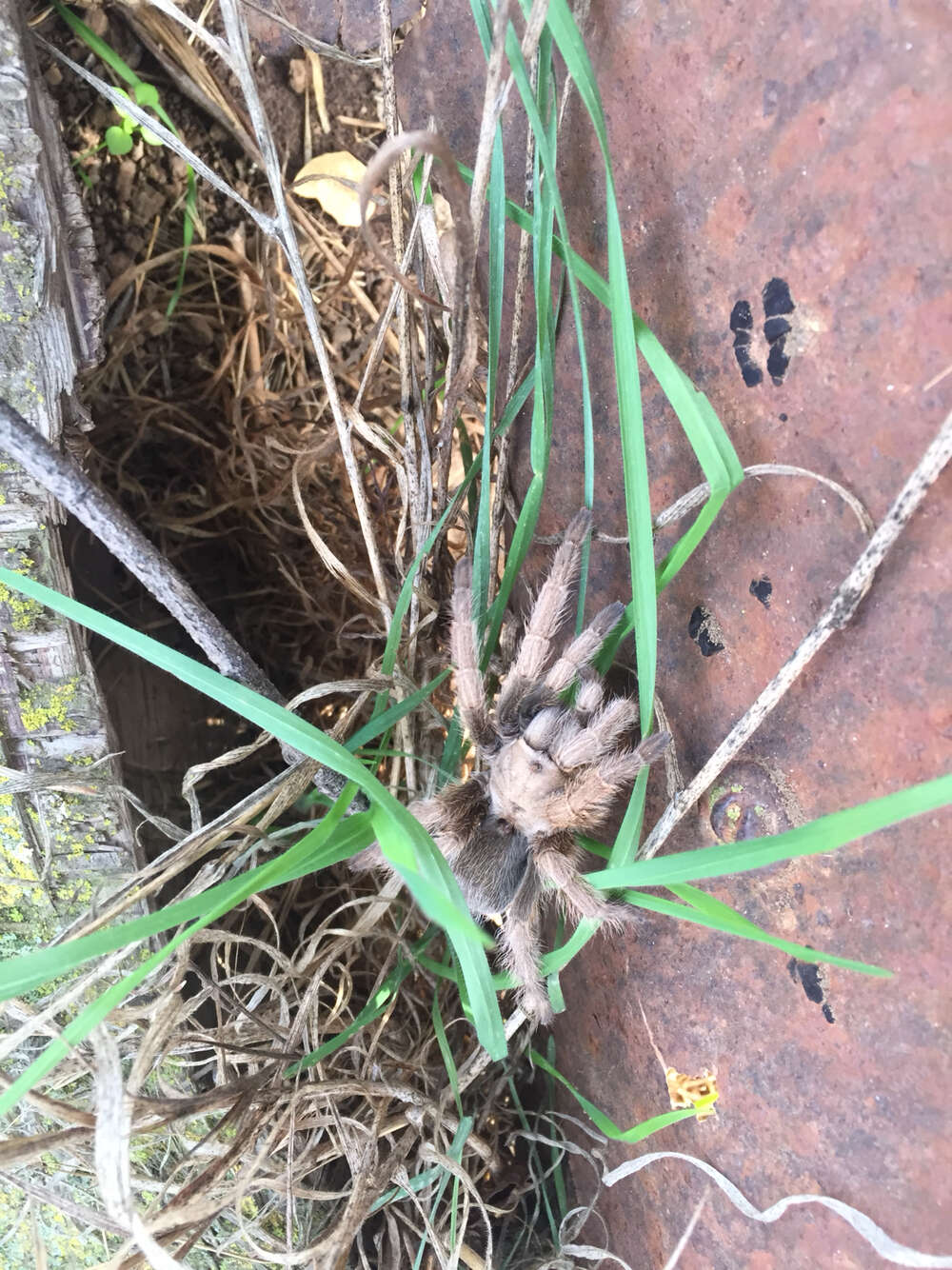 Image of Aphonopelma johnnycashi Hamilton 2016